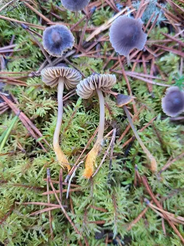 Golden Edge Bonnet (Mycena aurantiomarginata), photo