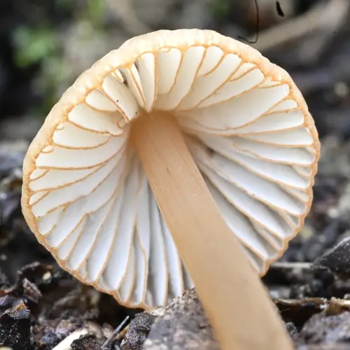 Bonnets (Mycena californiensis), photo