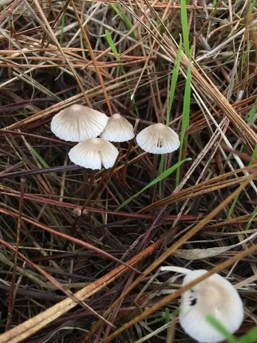 Pinkedge Bonnet (Mycena capillaripes), photo