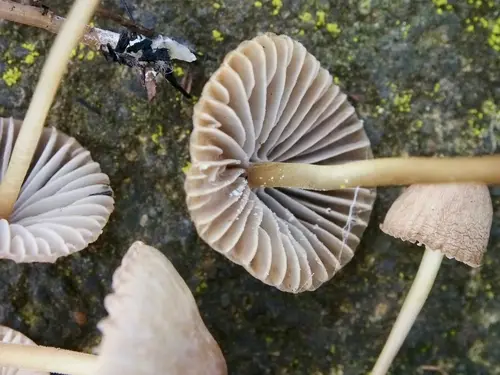 Yellow-Edged Bonnet (Mycena citrinomarginata), photo