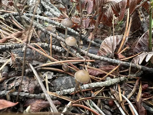 Needle Bonnet (Mycena clavicularis), photo
