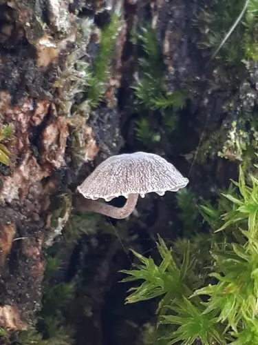 Bark Mycena (Mycena corticola), photo