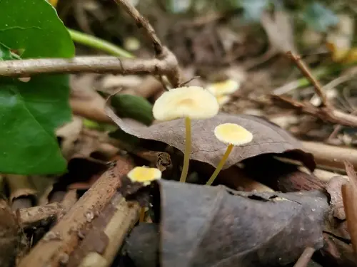 Walnut Mycena (Mycena crocea), photo