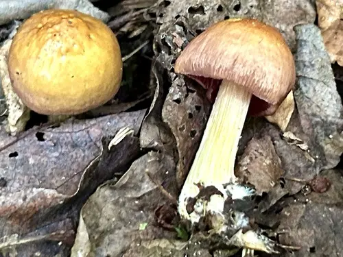 Mycena denticulata (Mycena denticulata), photo