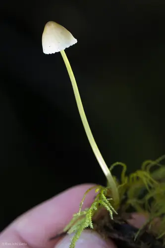 Yellowleg Bonnet (Mycena epipterygia), photo