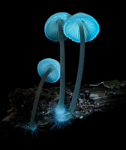 Iodine Bonnet (Mycena filopes), photo