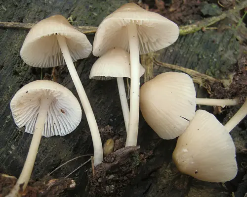 Bonnet Mycena (Mycena galericulata), photo