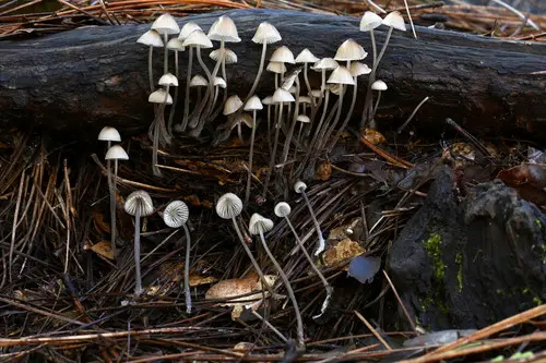 Milking Bonnet (Mycena galopus), photo