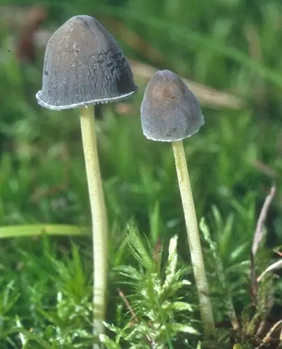 Mycena griseoviridis (Mycena griseoviridis), photo
