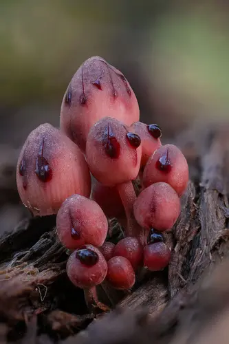 Bleeding Fairy Helmet (Mycena haematopus), photo
