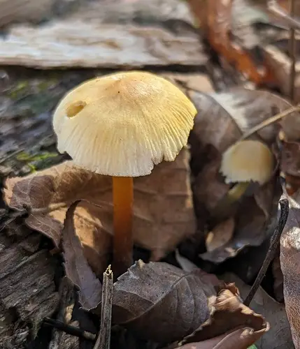 Clustered Bonnet (Mycena inclinata), photo