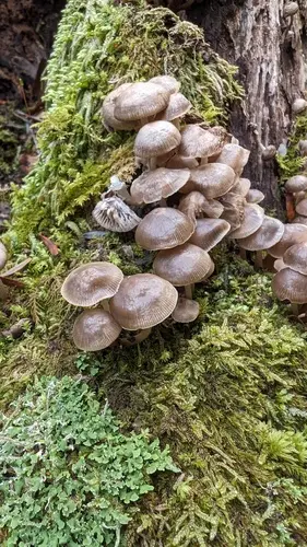 Mycena laevigata (Mycena laevigata), photo