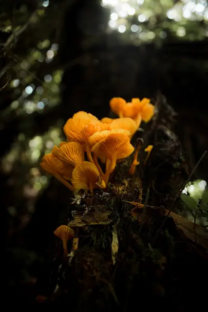 Orange Mycena (Mycena leaiana), photo