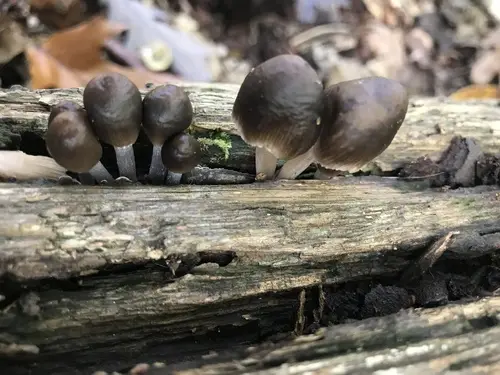Nitrous Bonnet (Mycena leptocephala), photo
