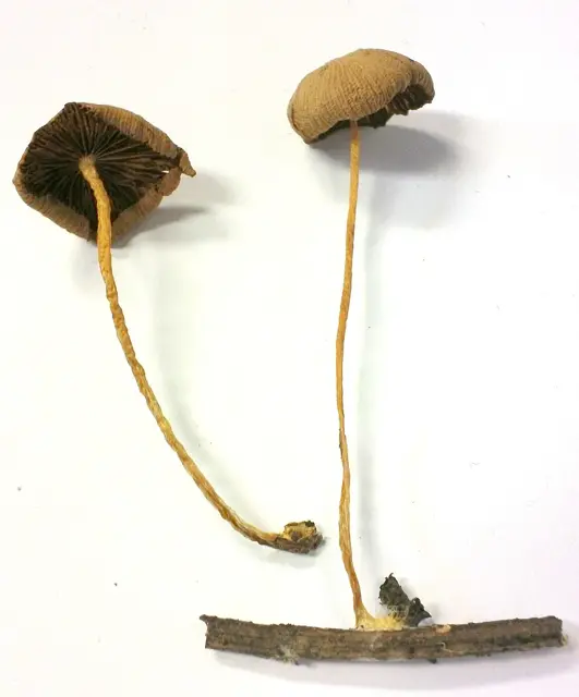 Mycena luteopallens (Mycena luteopallens), photo