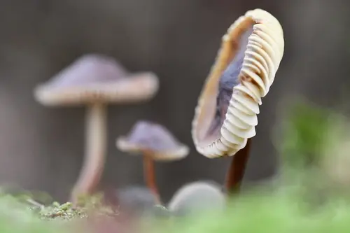 Stained Bonnet (Mycena maculata), photo