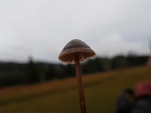 Rooting Bonnet (Mycena megaspora), photo