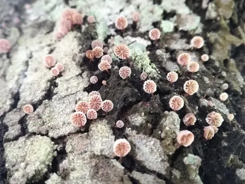 Mauve Bonnet (Mycena meliigena), photo