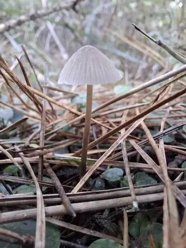 Mycena metata (Mycena metata), photo