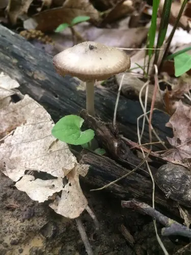 Mycena niveipes (Mycena niveipes), photo