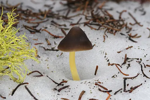 Snowmelt Mycena (Mycena nivicola), photo