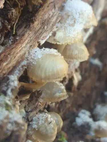 Mycena overholtsii (Mycena overholtsii), photo