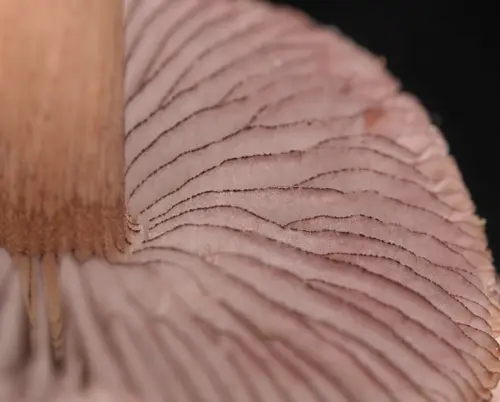 Blackedge Bonnet (Mycena pelianthina), photo