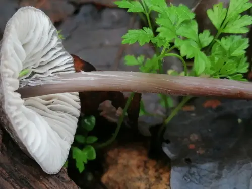 Grooved Bonnet (Mycena polygramma), photo
