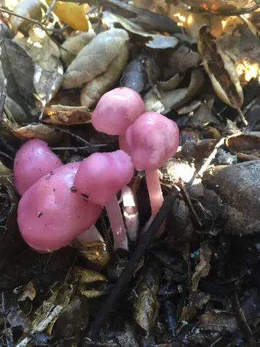 Lilac Bonnet (Mycena pura), photo