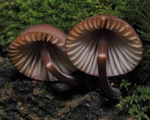 Purple Edge Bonnet (Mycena purpureofusca), photo