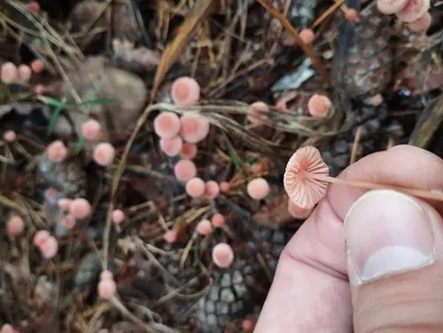 Pink Bonnet (Mycena rosella), photo