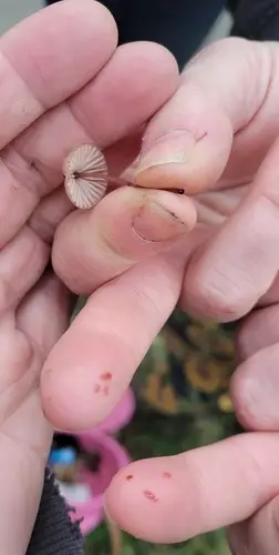Bleeding Bonnet (Mycena sanguinolenta), photo