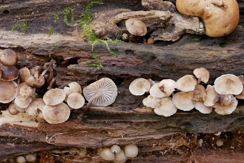 Mycena semivestipes (Mycena semivestipes), photo