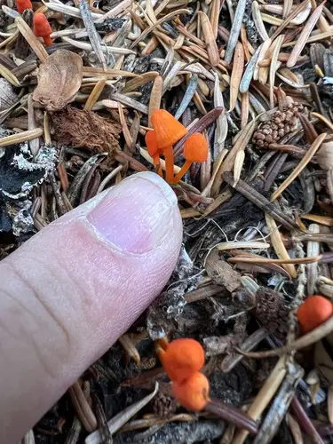 Flame Bonnet (Mycena strobilinoidea), photo