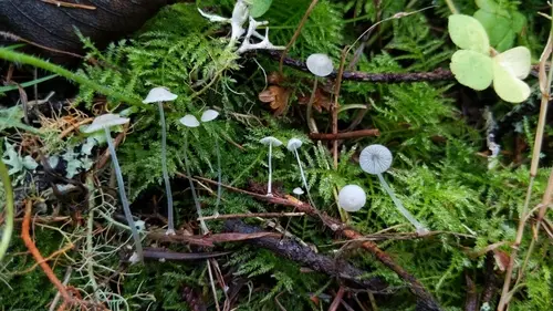 Bulbous Bonnet (Mycena stylobates), photo