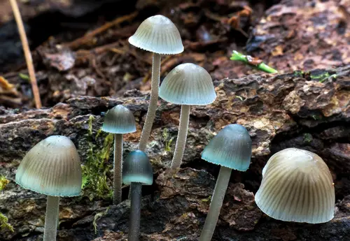 Mycena subcaerulea (Mycena subcaerulea), photo