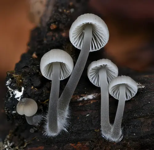 Mycena subcana (Mycena subcana), photo