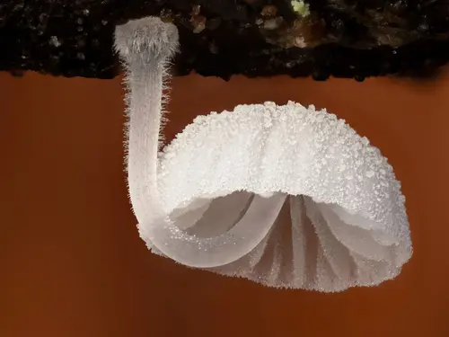 Frosty Bonnet (Mycena tenerrima), photo