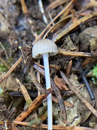 Vulgar Bonnet (Mycena vulgaris), photo