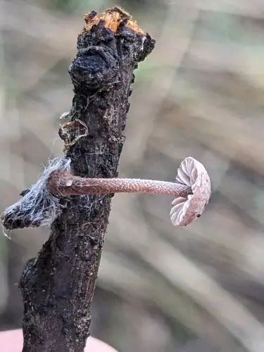 Garlic Mushroom (Mycetinis copelandii), photo