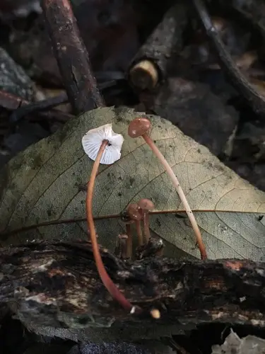 Vampires Bane (Mycetinis scorodonius), photo