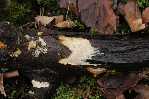 Mycoacia aurea (Mycoacia aurea), photo