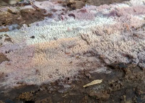 Mycoacia fuscoatra (Mycoacia fuscoatra), photo
