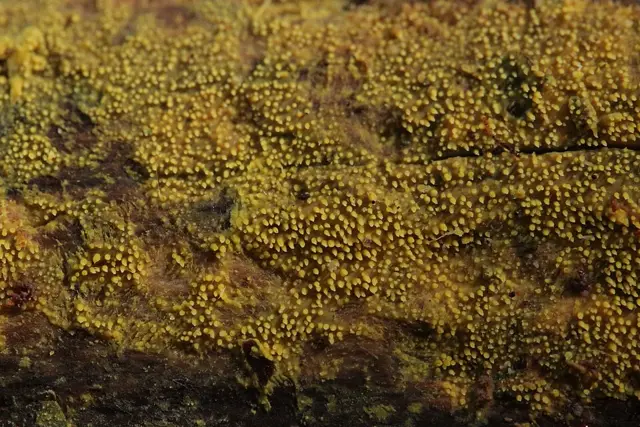 Mycoacia uda (Mycoacia uda), photo