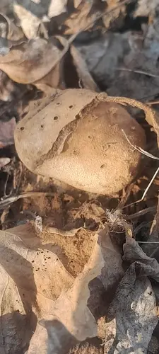 Pepper Pot (Myriostoma coliforme), photo