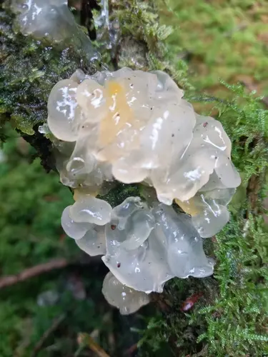 Crystal Brain Fungus (Myxarium nucleatum), photo