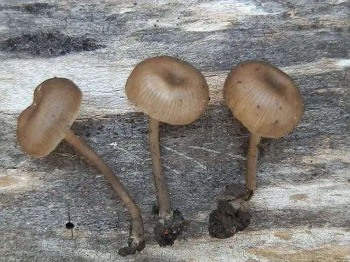 Ash Cap (Myxomphalia maura), photo
