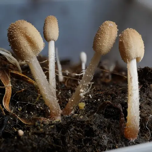 Ticker Inkcap (Narcissea cordispora), photo