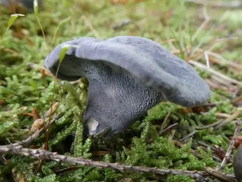 Blue Polypore (Neoalbatrellus caeruleoporus), photo