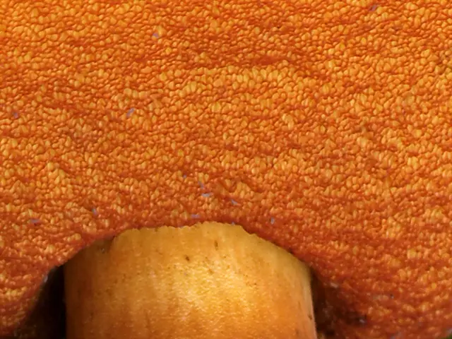 Neoboletus luridiformis (Neoboletus luridiformis), photo